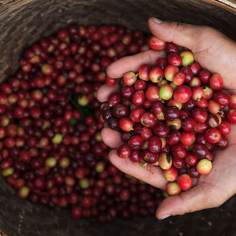 Fair Trade Vs Direct Trade Coffee