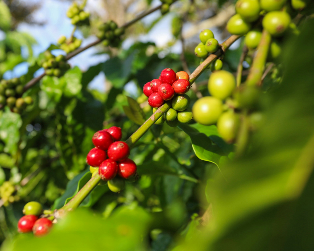 Benefits of Coffee